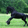 Friesian STOCK stallion