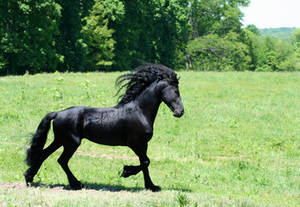 Friesian stallion Stock Mane