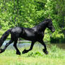 Friesian stallion Stock Trot