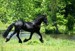 Friesian stallion Stock Trot