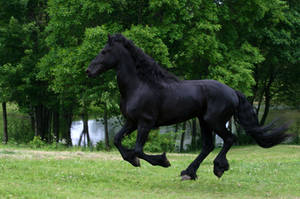 Friesian stallion Galloping