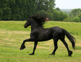 Flying mane FRIESIAN stock