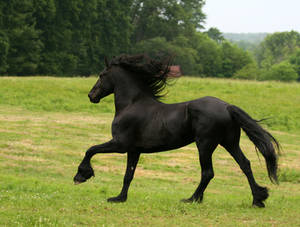 Flying mane FRIESIAN stock