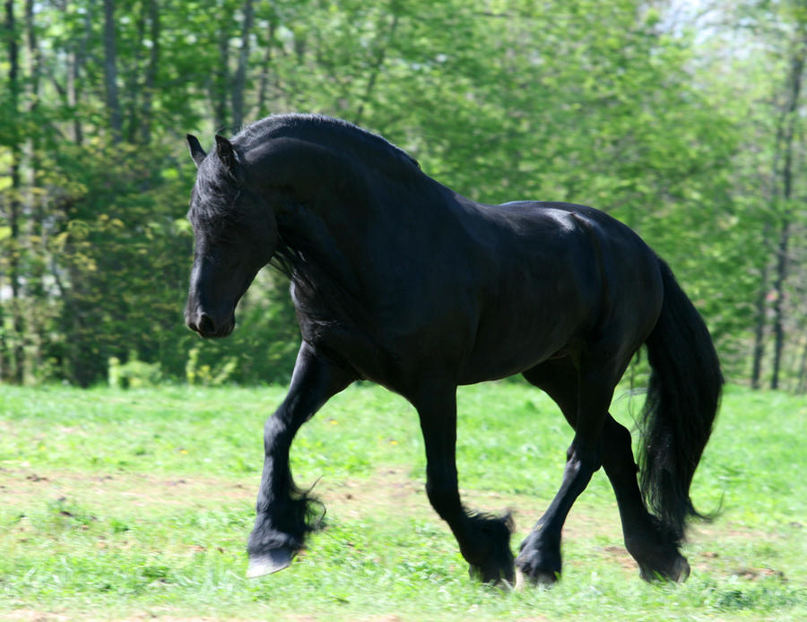 Big Stallion FRIESIAN STOCK