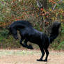 Friesian REARING STOCK PHOTO