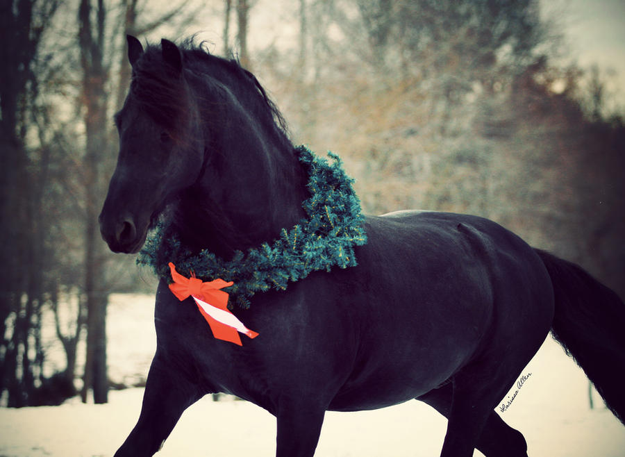 Holiday Friesian