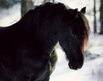 Winter Stallion