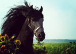 Friesian in Sunflowers by LarissaAllen