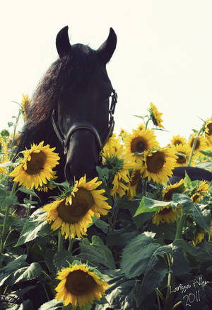 Flower King by LarissaAllen