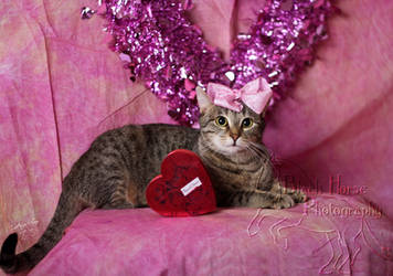 Kitty Boudoir by LarissaAllen