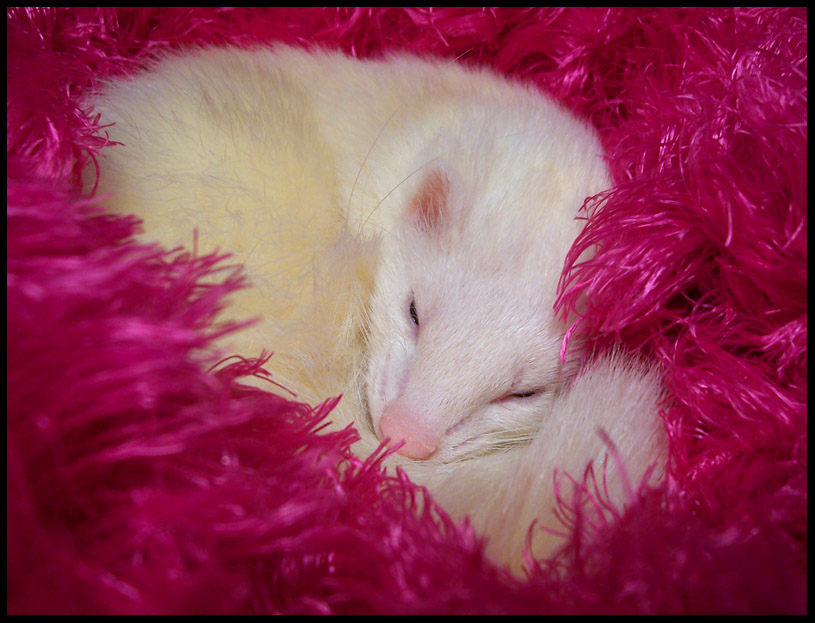 Toad in his pink blanket.