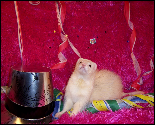 New Years, ferret style.