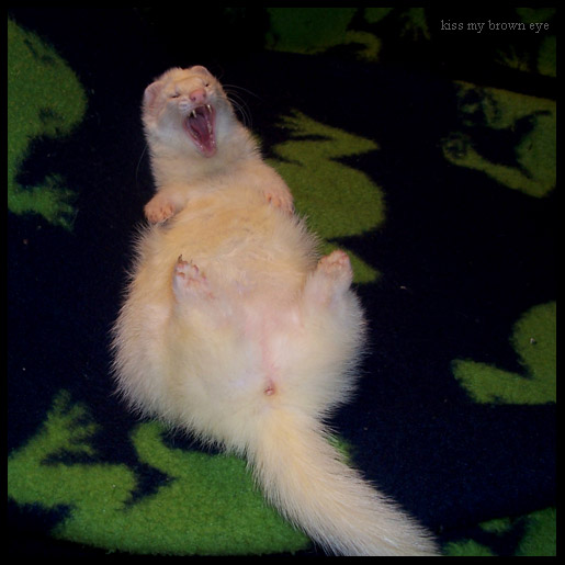 Laugh Ferret, Laugh.