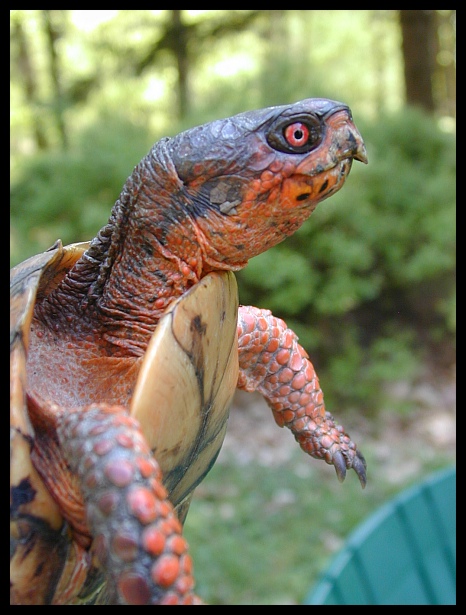 Eastern Box Turtle