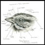 Passerine Topography - Head