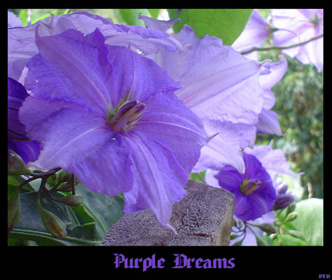 Purple Dreams