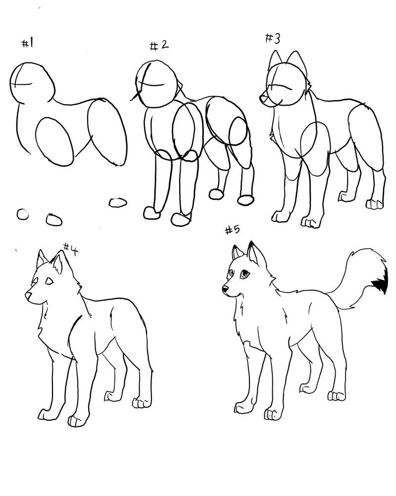 how to draw a wolf by MQSdwz35 on DeviantArt
