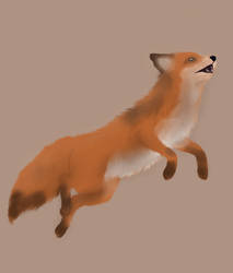 The Summer Fox