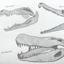 Prehistoric Croc Skulls