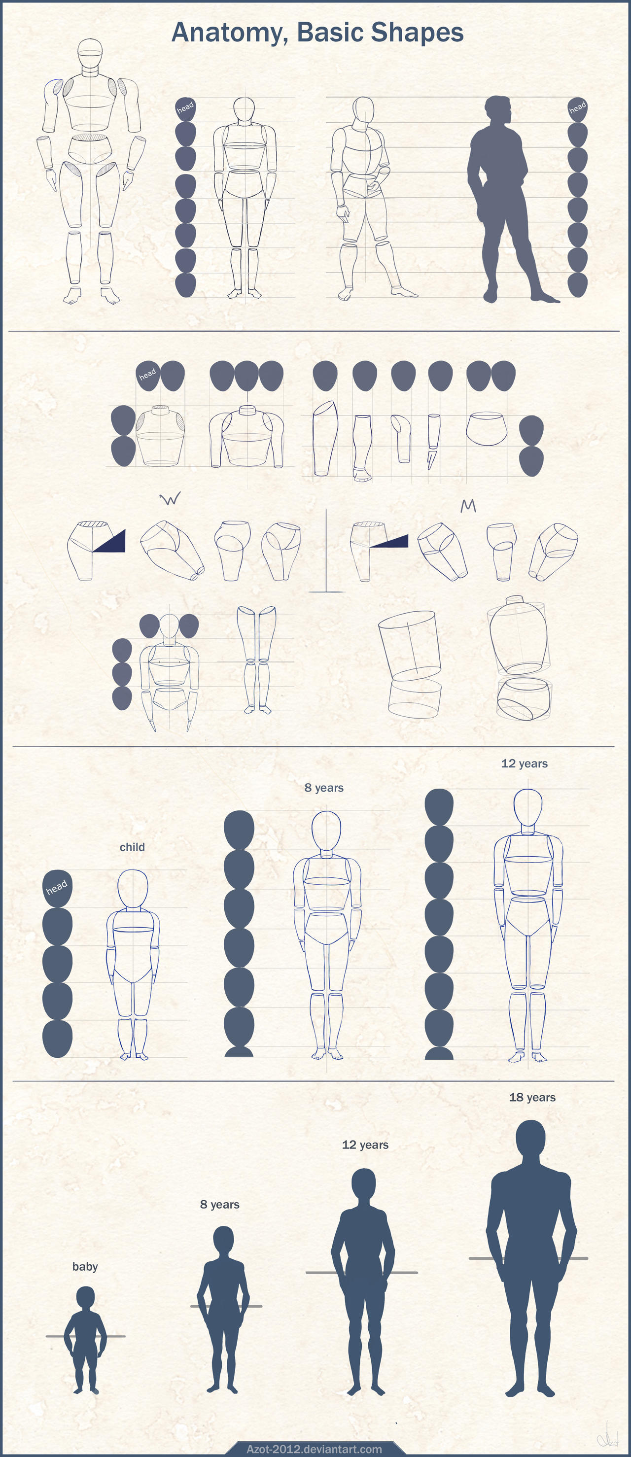 Anatomy Basic Shapes