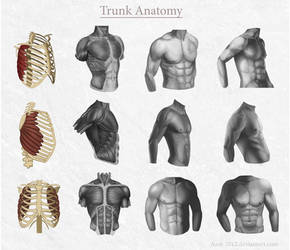 Trunk Anatomy by Azot2019