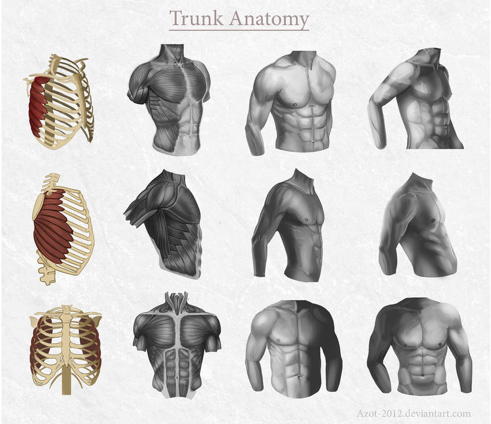 Trunk Anatomy by Azot2024 Trunk Anatomy by Azot2024