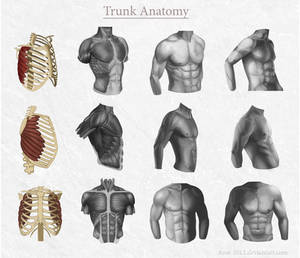 Trunk Anatomy