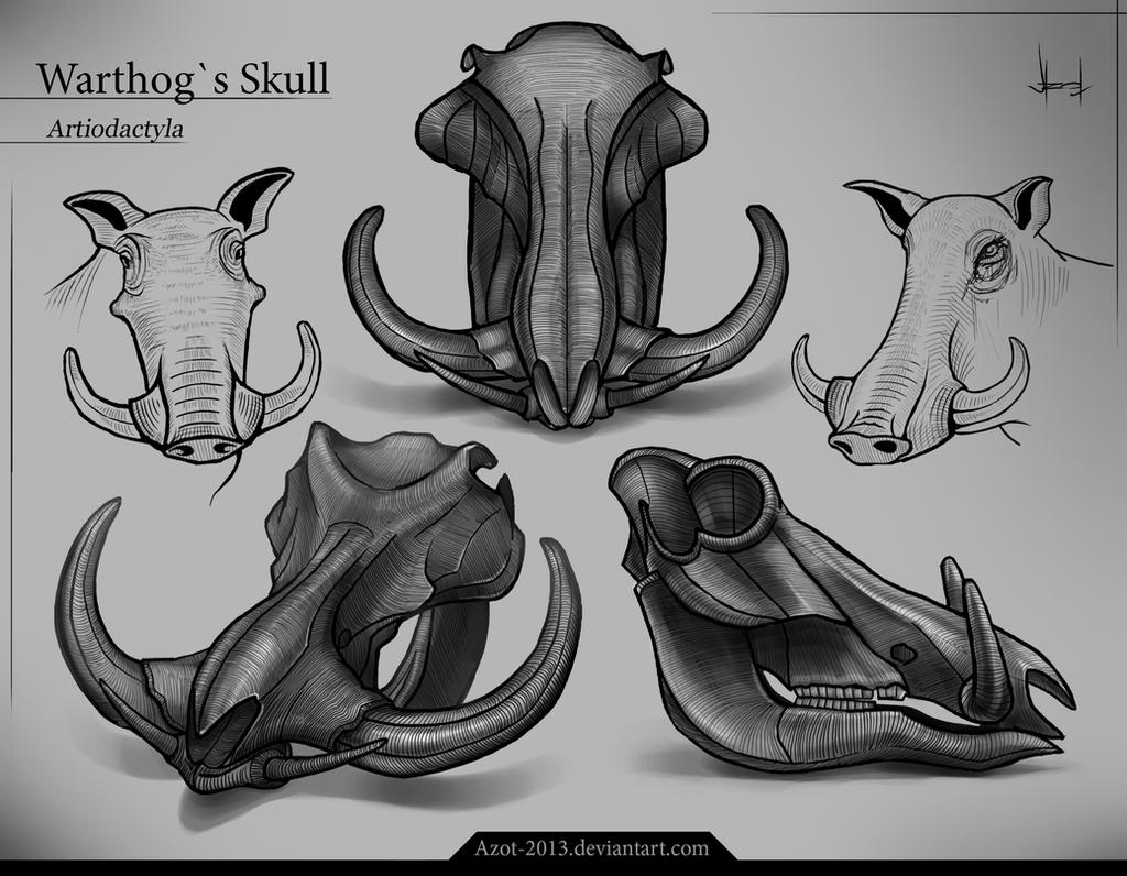 Warthog`s Skull