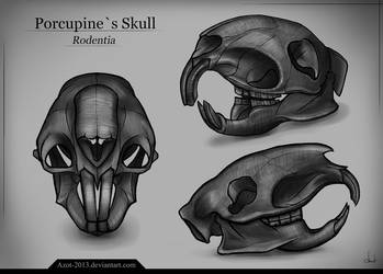 Porcupine`s Skull