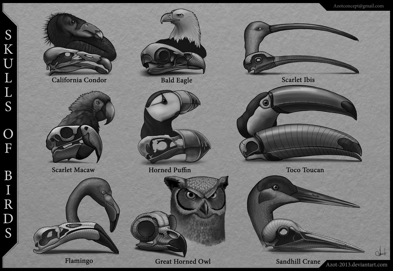 Skulls of Birds by Azot2019