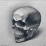 Skull study