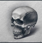 Skull study by Azot2022