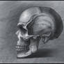 Skull study2