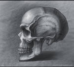 Skull study2