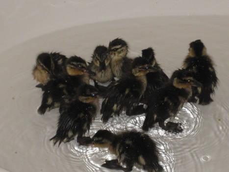 Bathtub Ducklings