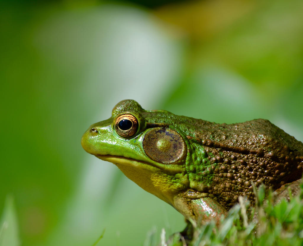 Bullfrog by WildlifeWorld on DeviantArt