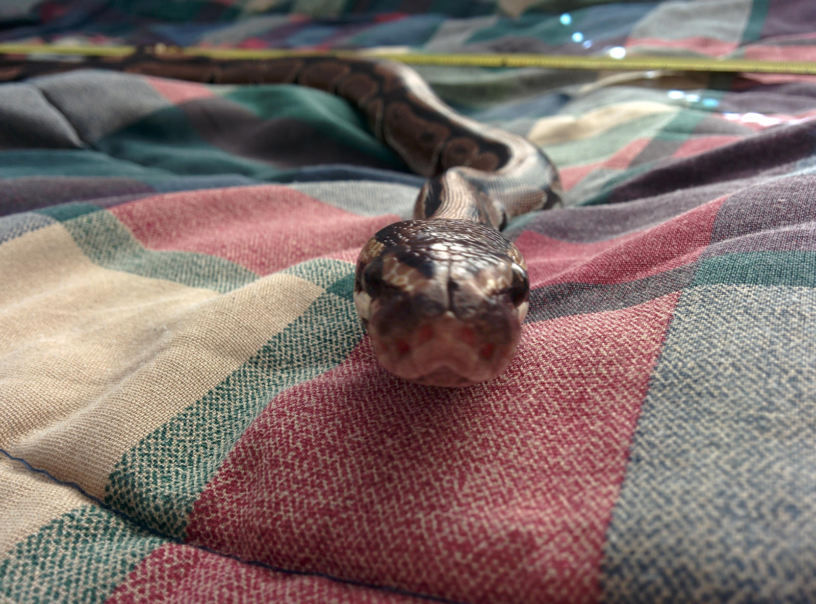 An Adorable Python by Finglonger on DeviantArt