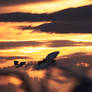 Grandfather in sunset