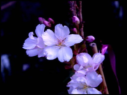 Sakura Flower 01