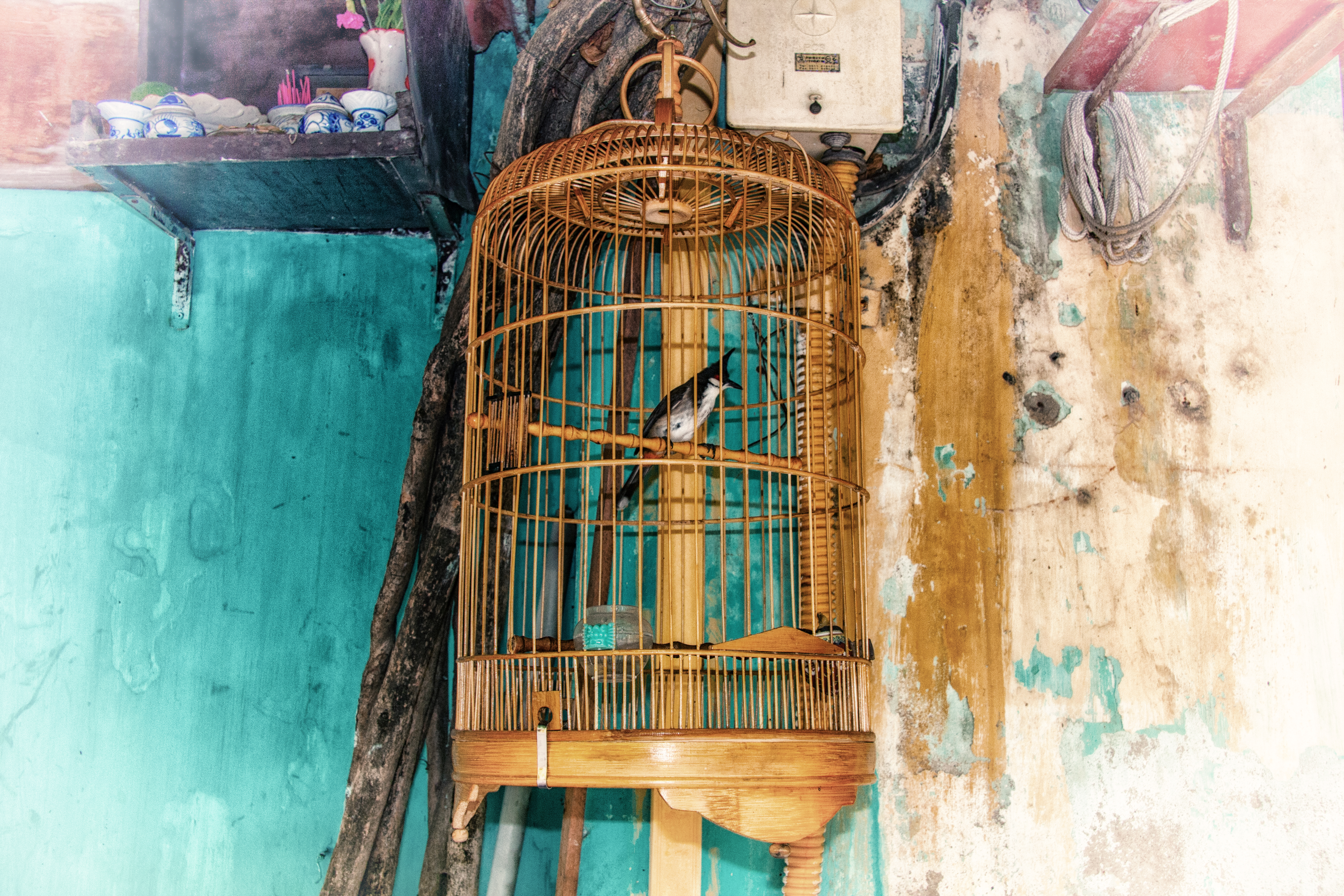 Bird Cage