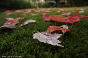 Fallen Leaves by Bambi-Claire