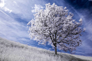 infrared tree by Tschisi