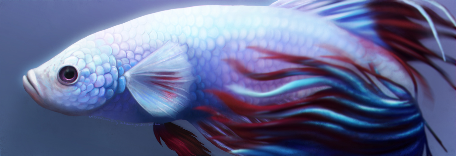 Betta