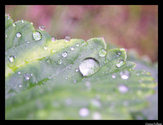 Crying Foliage