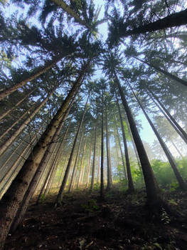 Mist in the forest