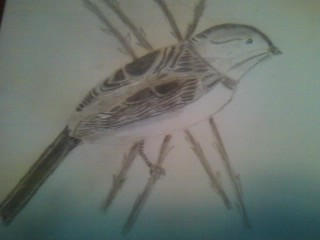 Sparrow