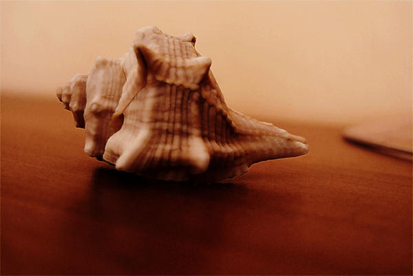 Shell - solitaire by LaMantha on DeviantArt