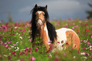 Blumen Horse