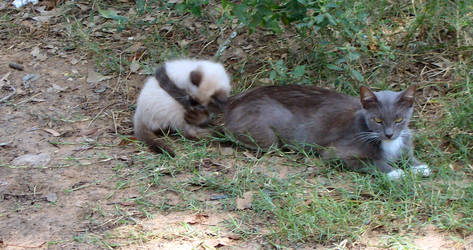 Attacking mom's tail