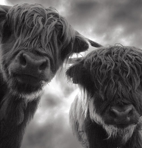 Highland cattle 2